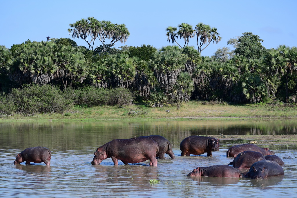 Selous NP